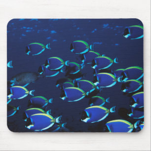 Tapis De Souris Chirurgien bleu poudre en banc