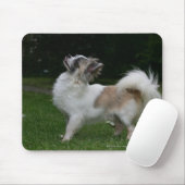 Tapis De Souris Chiwawa aux cheveux longs regardant (Avec souris)