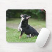Tapis De Souris Chiwawa noir et crème (Avec souris)