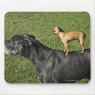 Tapis De Souris Chiwawa sur le dos 2 de great dane