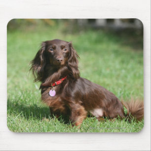 Tapis De Souris Chocolat et teckel miniature aux cheveux longs