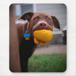 Tapis De Souris Chocolat Lab Chiot avec balle