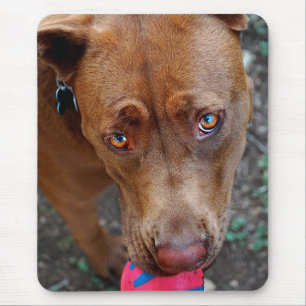 Tapis De Souris Chocolat Lab Pit Mélanger chien avec balle 2