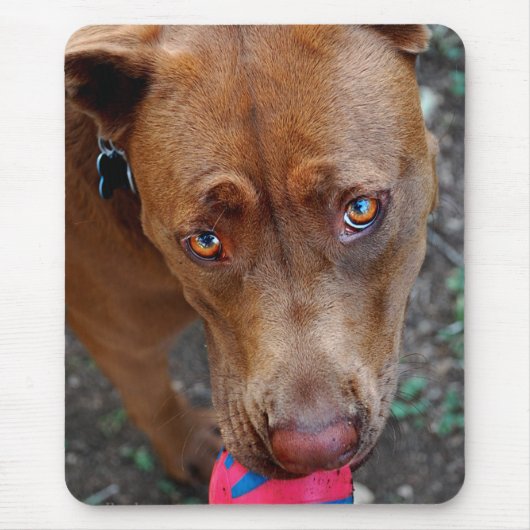 Tapis De Souris Chocolat Lab Pit Mélanger chien avec balle 2 (Devant)