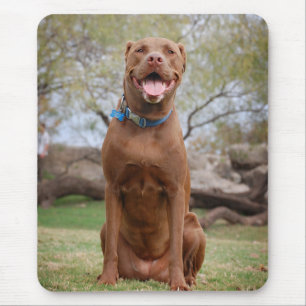 Tapis De Souris Chocolat Lab Pit Mix Chien Sourire 2