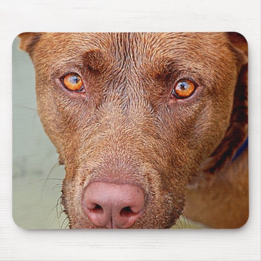 Tapis De Souris Chocolat Lab Pit Mix Portrait de chien 2 (Devant)