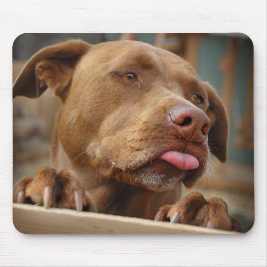 Tapis De Souris Chocolat mignon Lab Pit Mix Chien (Devant)