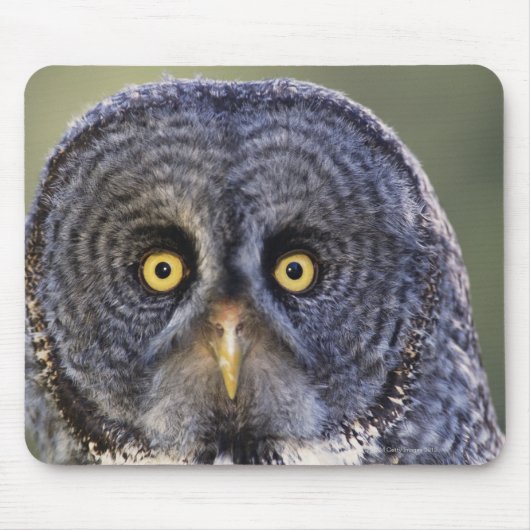 Tapis De Souris Chouette 3 (Devant)
