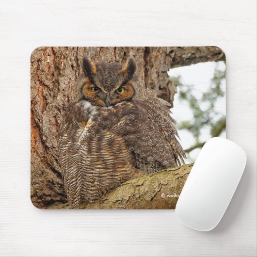 Tapis De Souris Chouette à cornes dans le Douglas Fir (Avec souris)