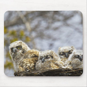 Tapis De Souris Chouette à quatre cornes (Bubo Virginianus)