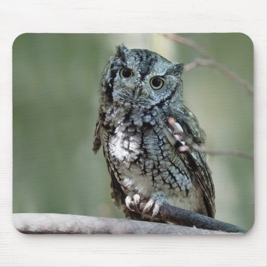 Tapis De Souris Chouette de l'Est, hibou, assis (Devant)