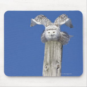 Tapis De Souris Chouette neigeuse au-dessus d'un poteau, se prépar