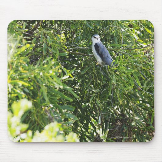 Tapis De Souris Chouette perchant sur un arbre (Devant)