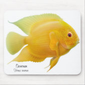 Tapis De Souris Cichlid d'or Mousepad de Severum (Devant)
