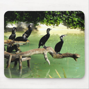 Tapis De Souris Cinq cormorans