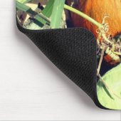 Tapis De Souris Citrouille Sur La Vigne Nature (Coin)