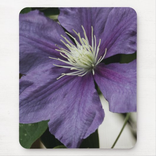 Tapis De Souris Clematis pourpre Mousepad (Devant)