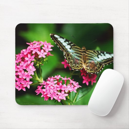 Tapis De Souris Clipper sur Pentas 1 Mousepad (Avec souris)