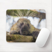 Tapis De Souris Close-up of porcupine in a tree (Avec souris)