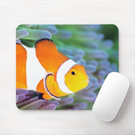 Tapis De Souris Clown anémérite (Avec souris)