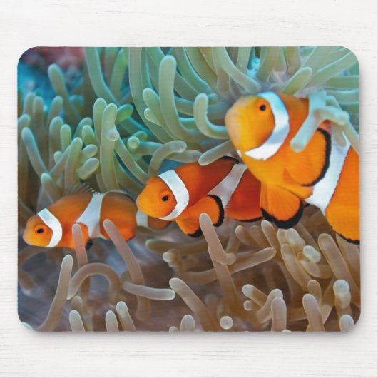Tapis De Souris Clownfish (Devant)