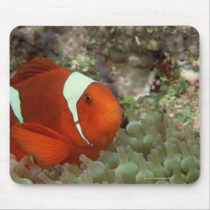 Tapis De Souris Clownfish 2