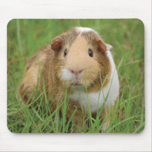 Tapis De Souris Cobaye mignon