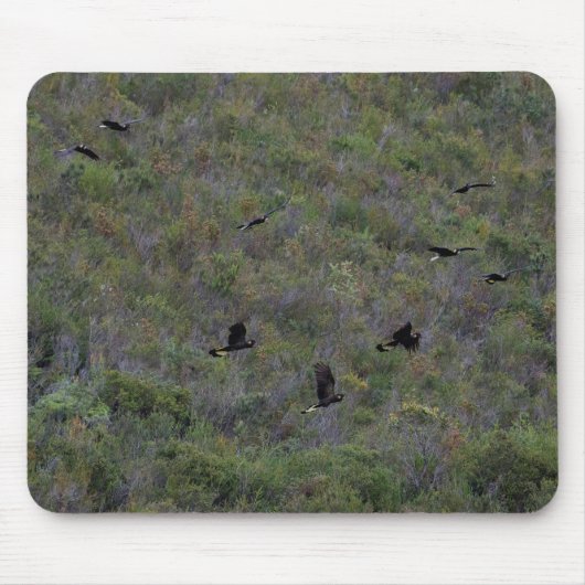 Tapis De Souris Cocatoos noirs à queue jaune rare (Devant)