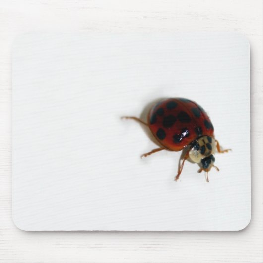 Tapis De Souris Coccinelle (Devant)