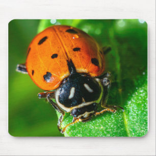 Tapis de souris coccinelle   Bureau Macro Nature L