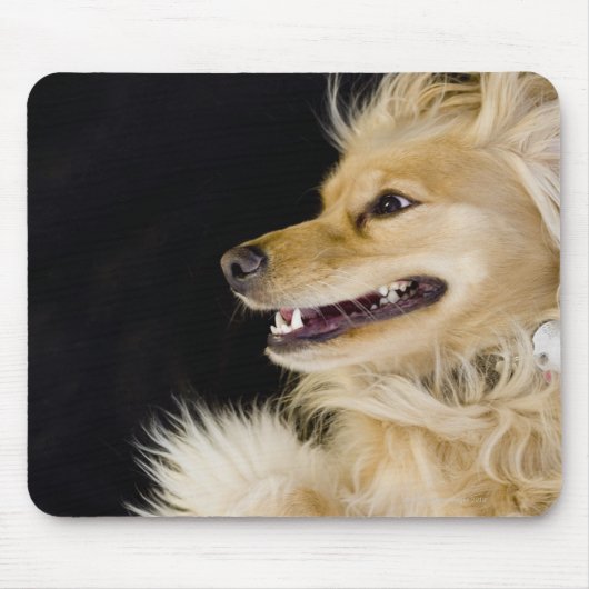 Tapis De Souris cocker spaniel mix sur son dos (Devant)