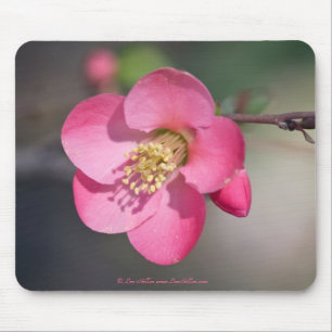 Tapis De Souris Cognassier à fleurs roses parfait