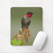 Tapis De Souris Colibri (Avec souris)