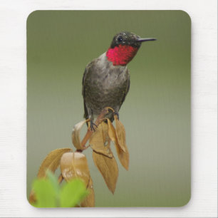 Tapis De Souris Colibri