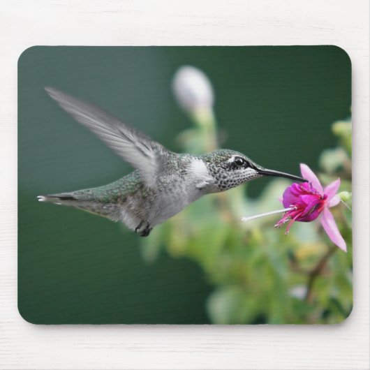 Tapis De Souris Colibri (Devant)