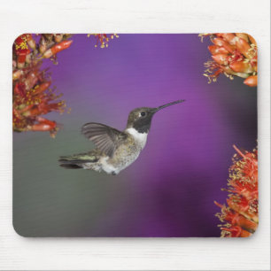 Tapis De Souris Colibri à gorge noire, Archilochus alexandri,