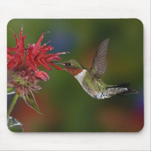 Tapis De Souris Colibri à gorge rubis mâle