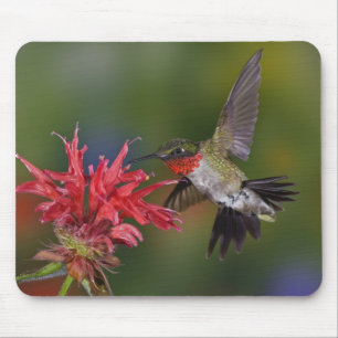 Tapis De Souris Colibri à gorge rubis mâle