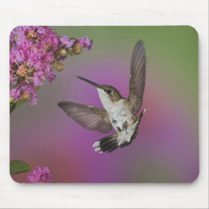 Tapis De Souris Colibri à gorge rubis mâle juvénile
