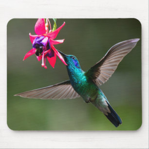 Tapis De Souris Colibri à gorge violette dans la forêt de nuages