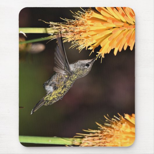 Tapis De Souris Colibri, colibri, oiseau (Devant)