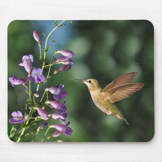 Tapis De Souris Colibri et fleurs (Devant)