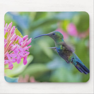 Tapis De Souris Colibri Throated vert Mousepad de Carib