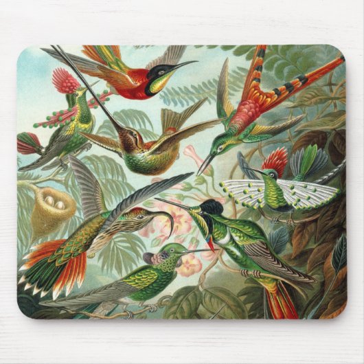 Tapis De Souris Colibris par Ernst Haeckel, Oiseaux Vintages (Devant)