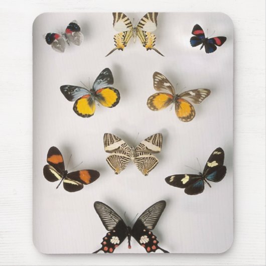 Tapis De Souris Collection impressionnante de papillon (Devant)