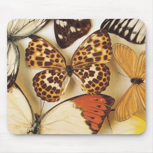 Tapis De Souris Collection papillon (Devant)