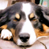 TAPIS DE SOURIS COLLIE FRONTALIÈRE