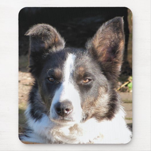 TAPIS DE SOURIS COLLIE FRONTALIÈRE (Devant)
