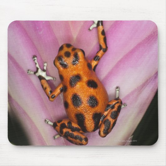 Tapis De Souris Colon Isle Dart Frog, Oophaga pumilio (Devant)
