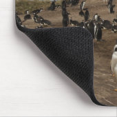 Tapis De Souris colonie de Penguin Gentoo (Pygoscelis papua) sur l (Coin)